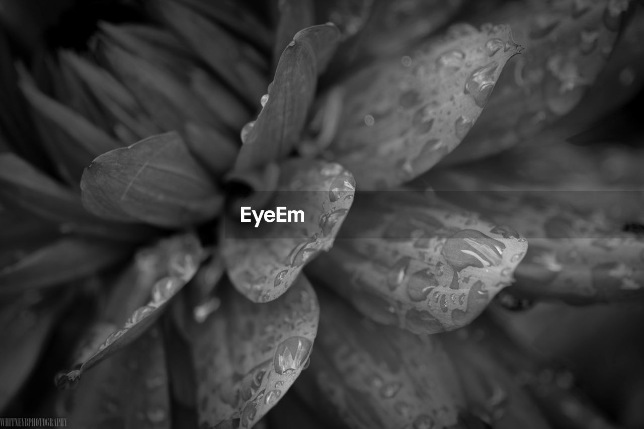 Full frame shot of flowering plant