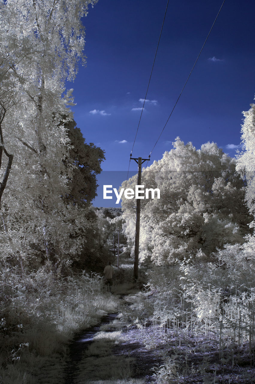 TREES BY SNOW AGAINST SKY