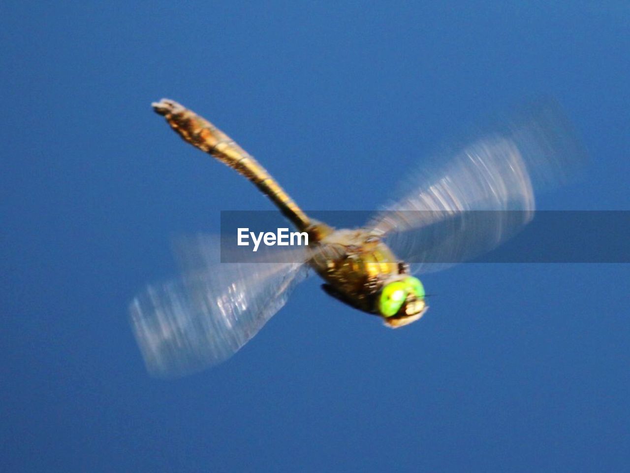 CLOSE-UP OF TURTLE AGAINST CLEAR SKY