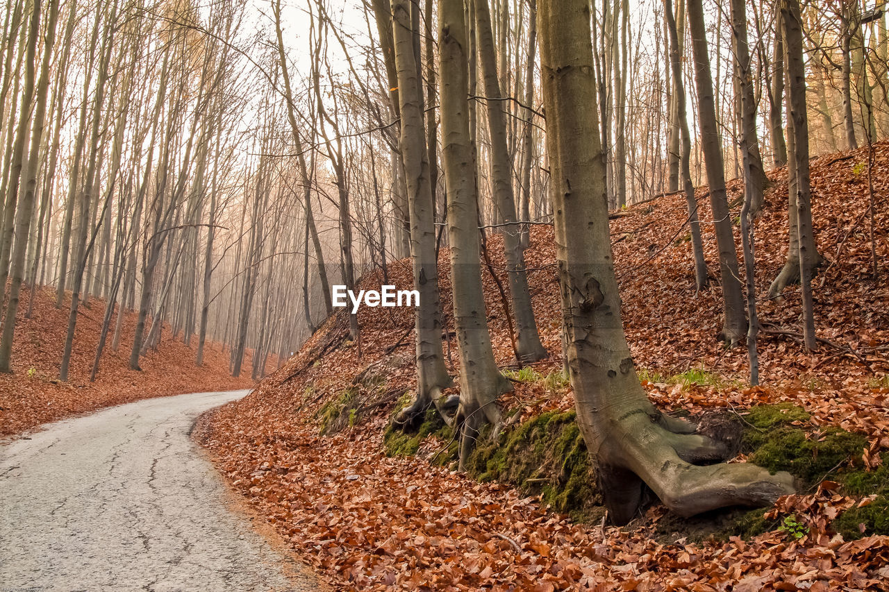 Empty footpath by bare trees in forest during autumn