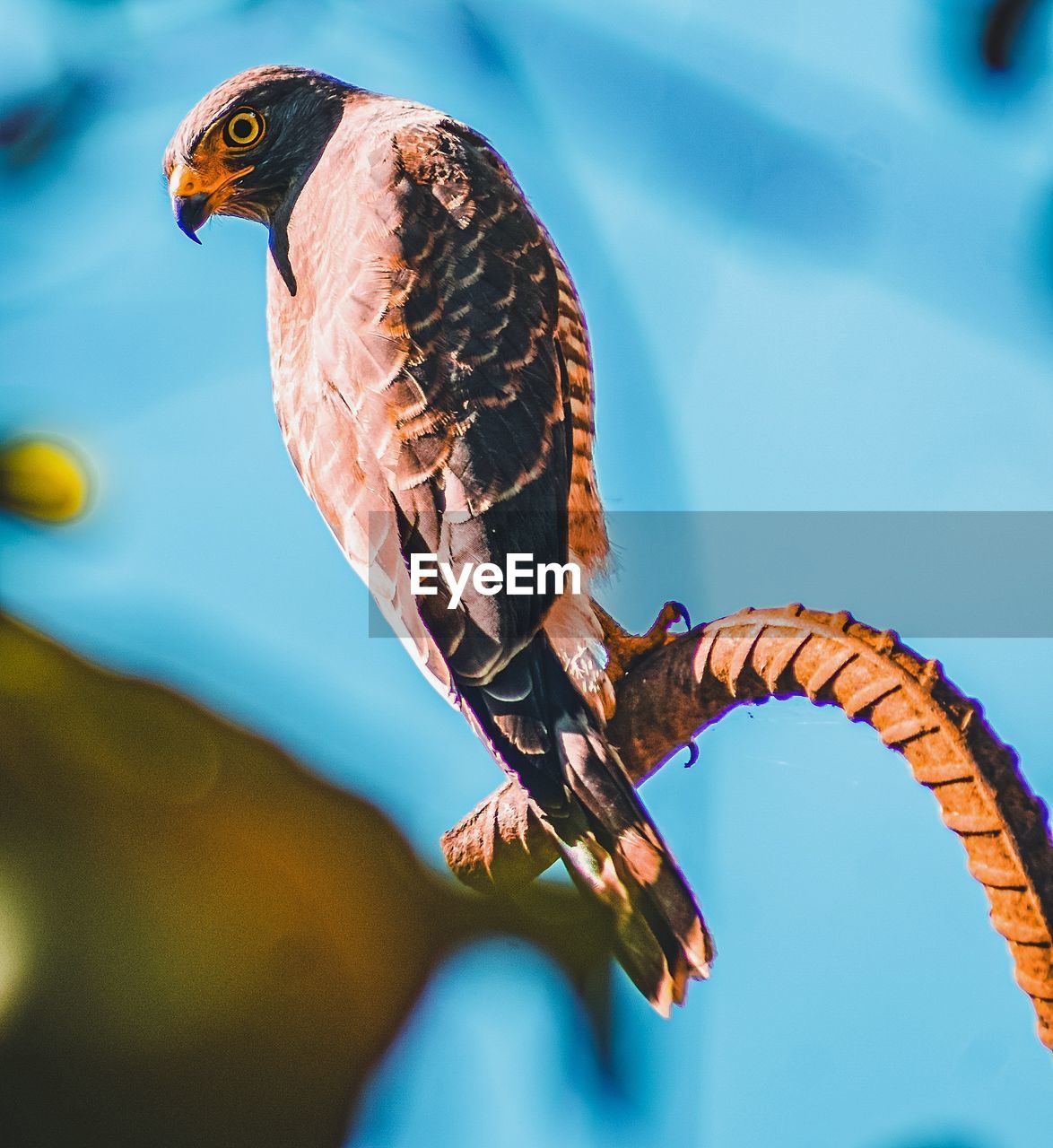 Low angle view of eagle perching