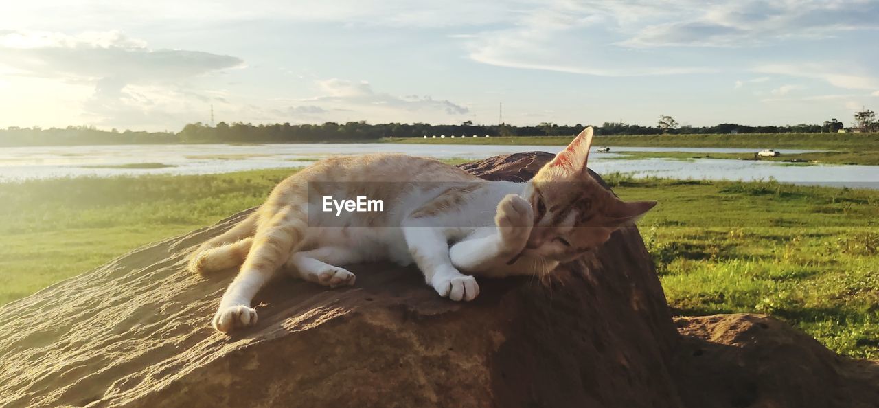 HORSE LYING DOWN ON LAND