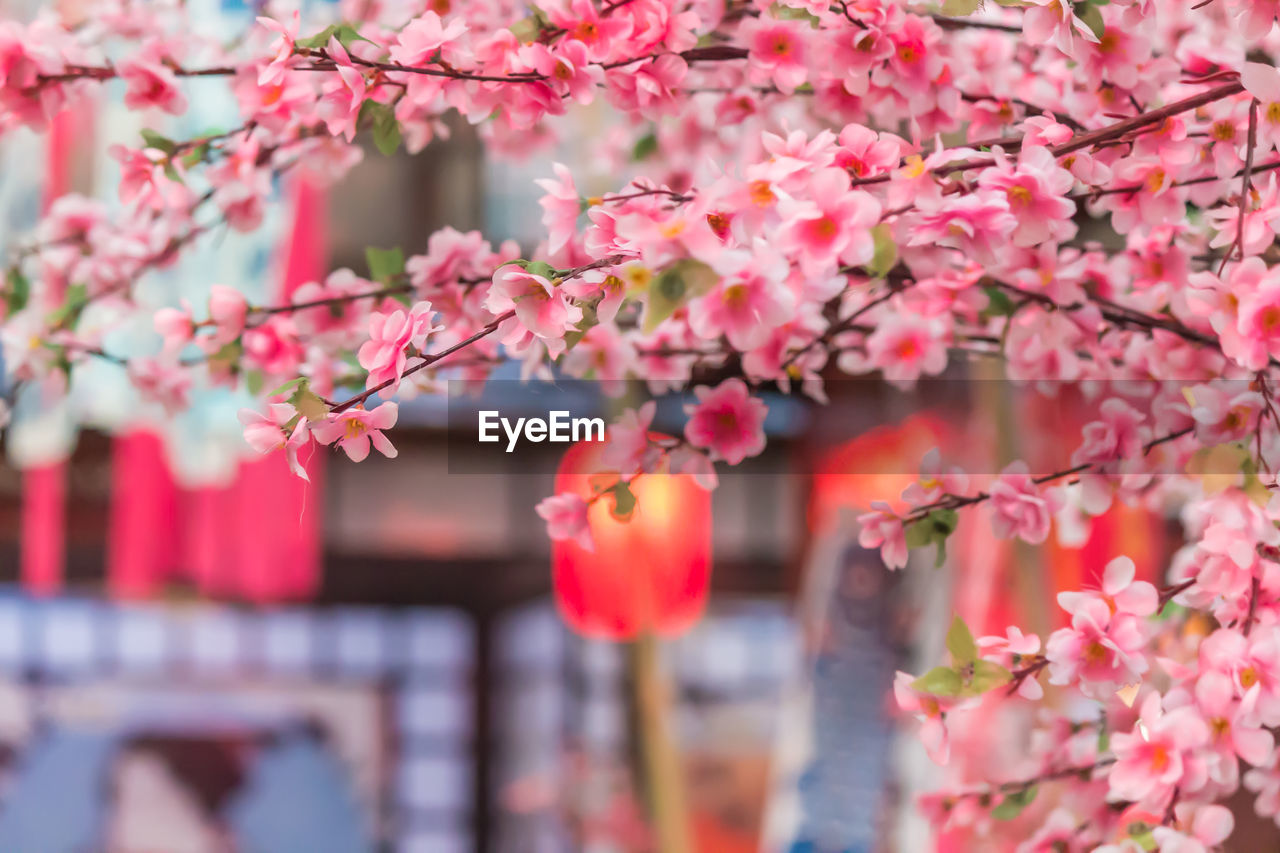 CLOSE-UP OF PINK CHERRY BLOSSOM