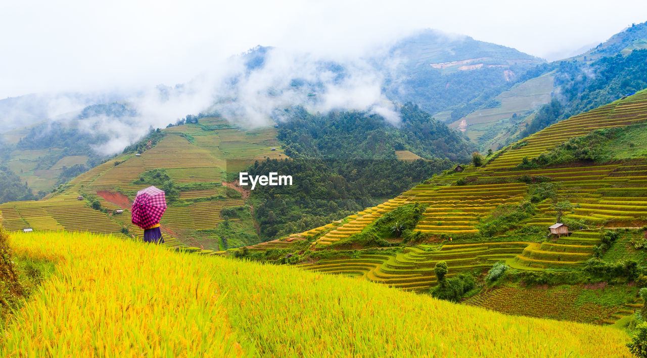 Scenic view of agricultural field