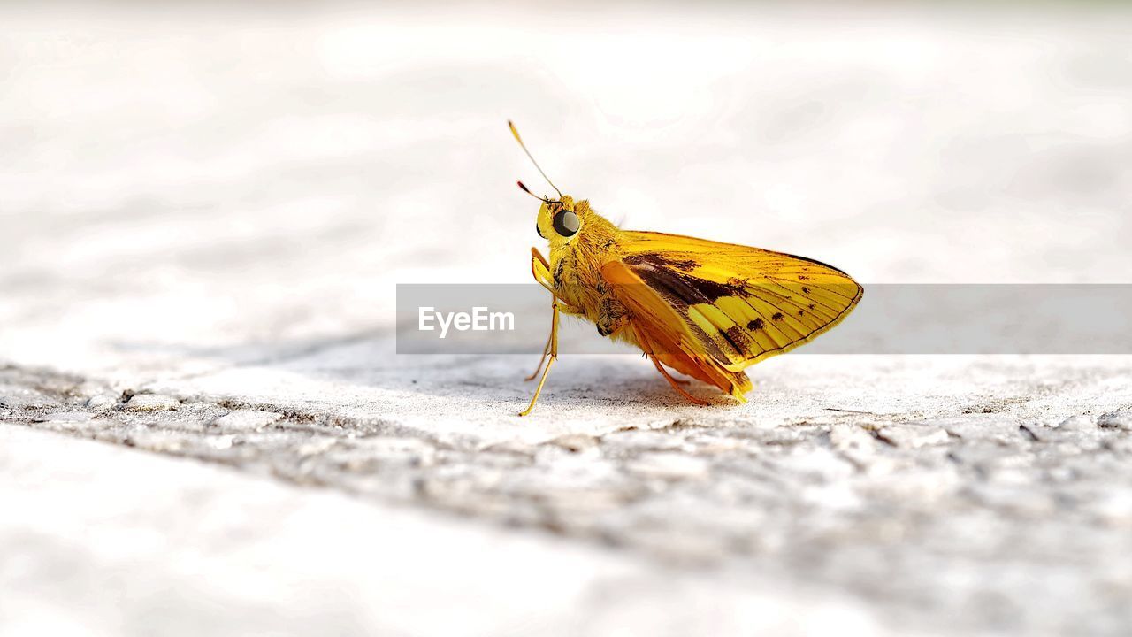 CLOSE-UP OF BUTTERFLY