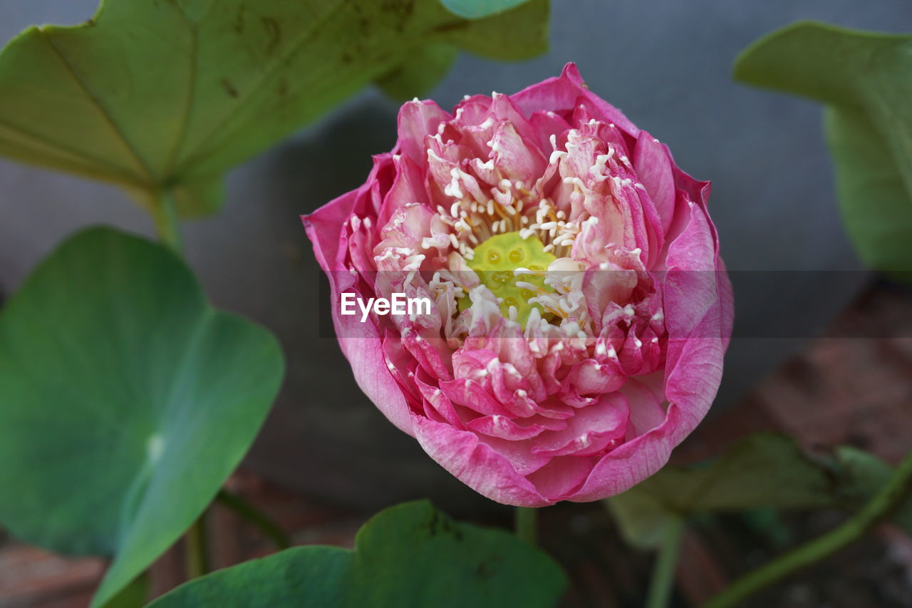 Close-up of pink flowers