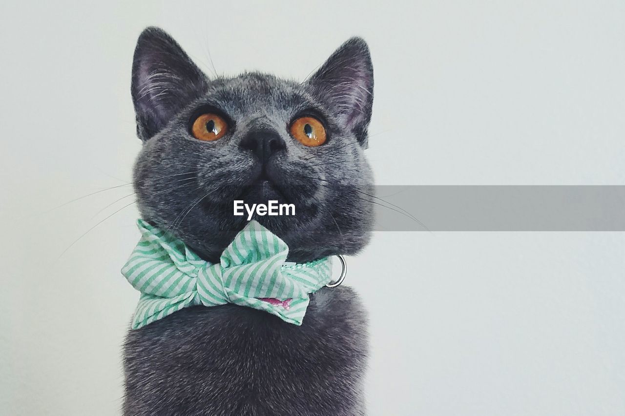 Close-up of british shorthair cat wearing tied bow looking up against white background