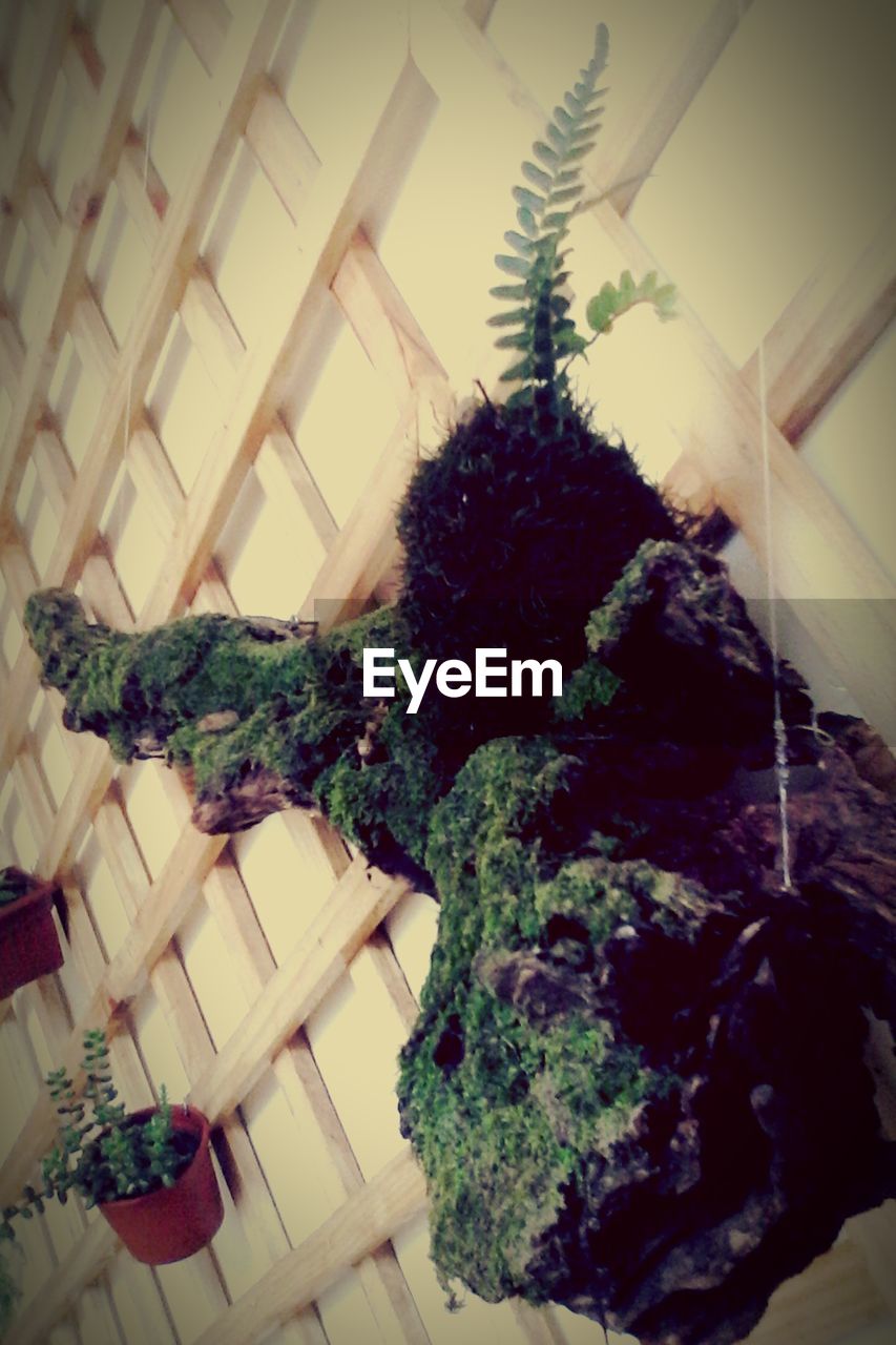 LOW ANGLE VIEW OF PLANTS AGAINST THE SKY