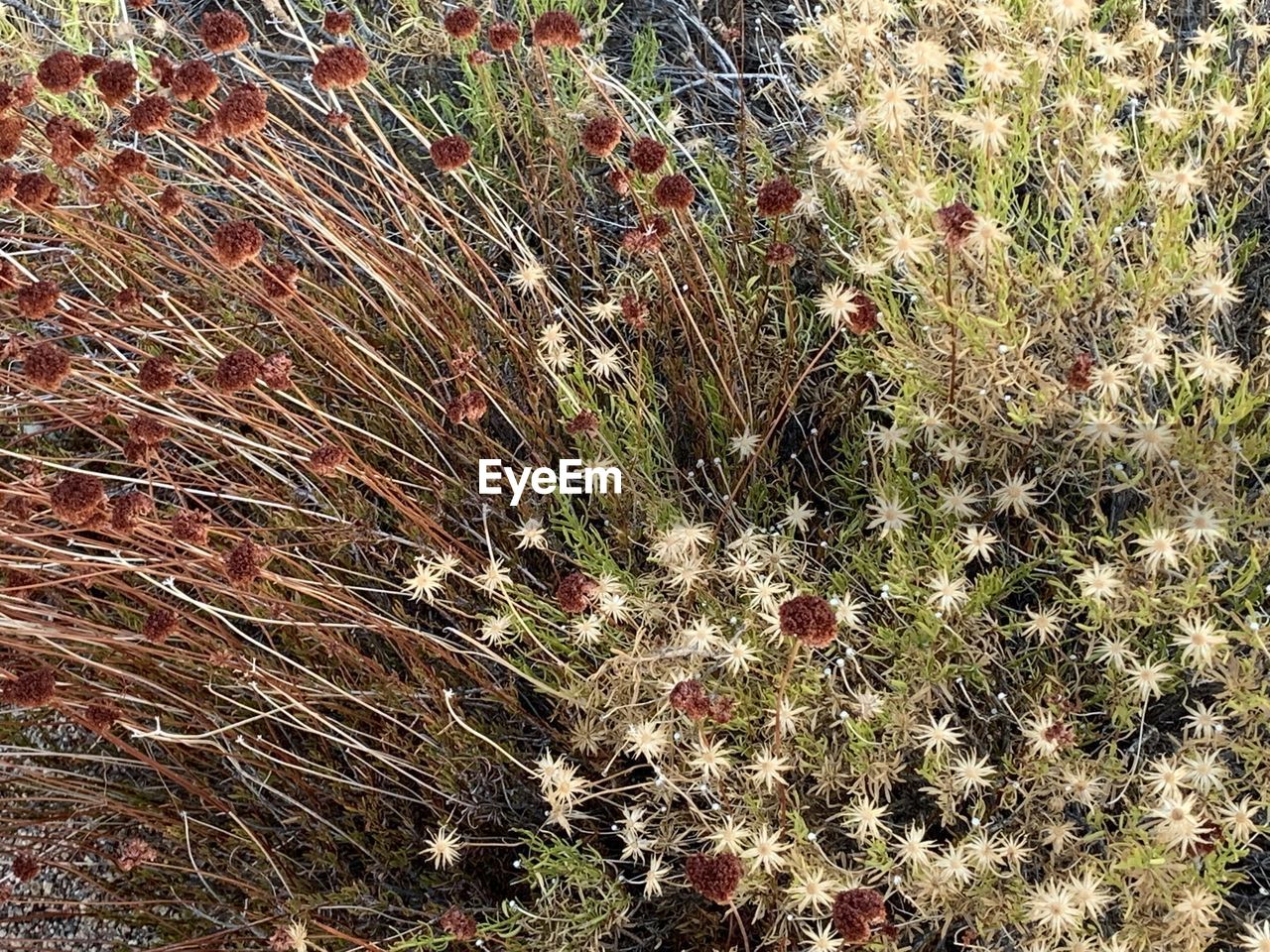 FULL FRAME SHOT OF PLANTS ON FIELD