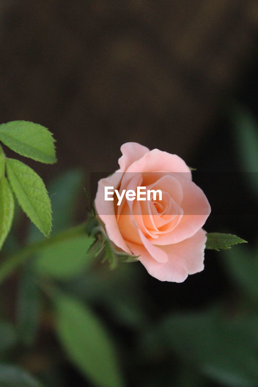 Close-up of rose blooming outdoors