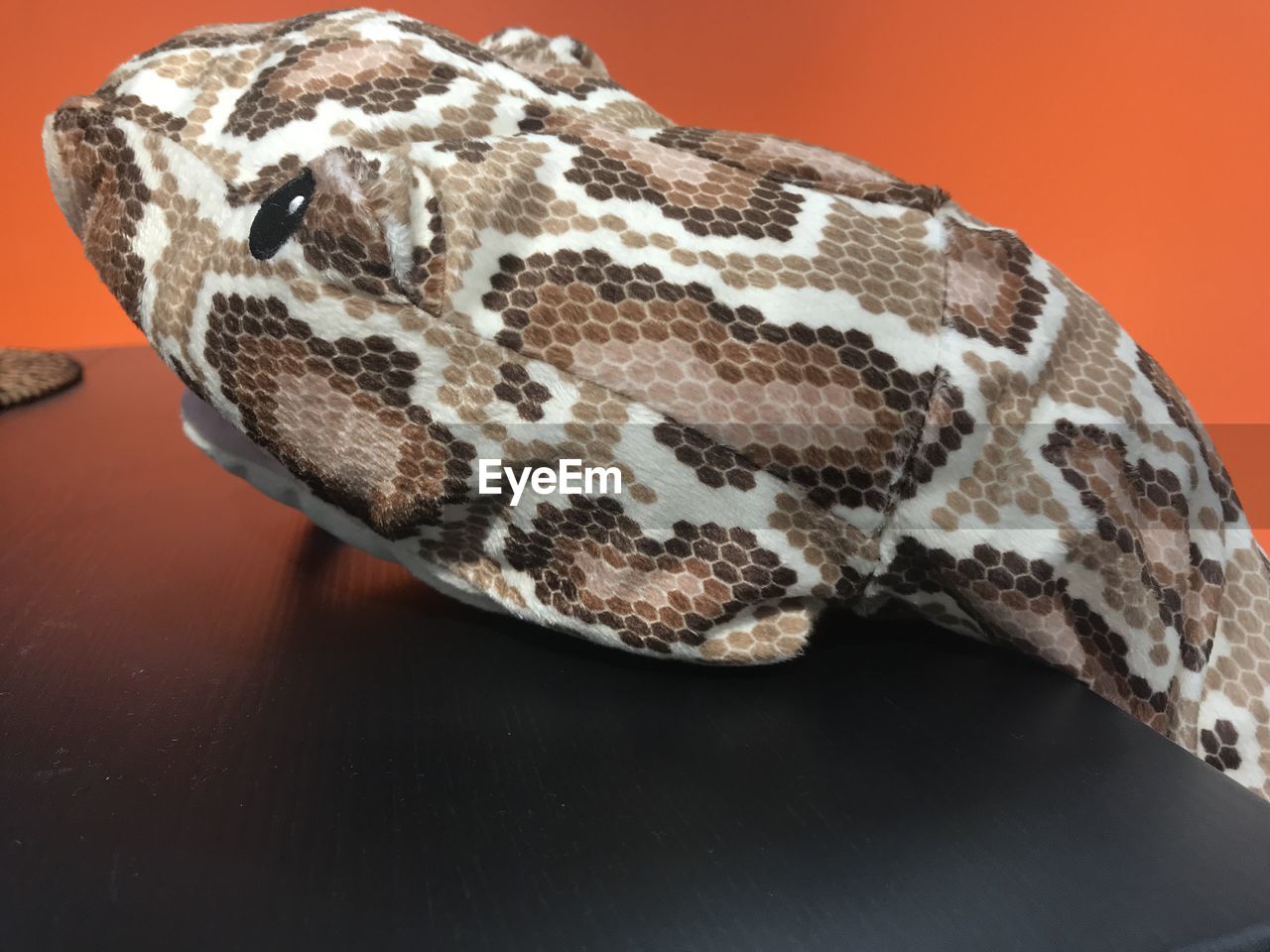 CLOSE-UP OF A LIZARD ON A BACKGROUND