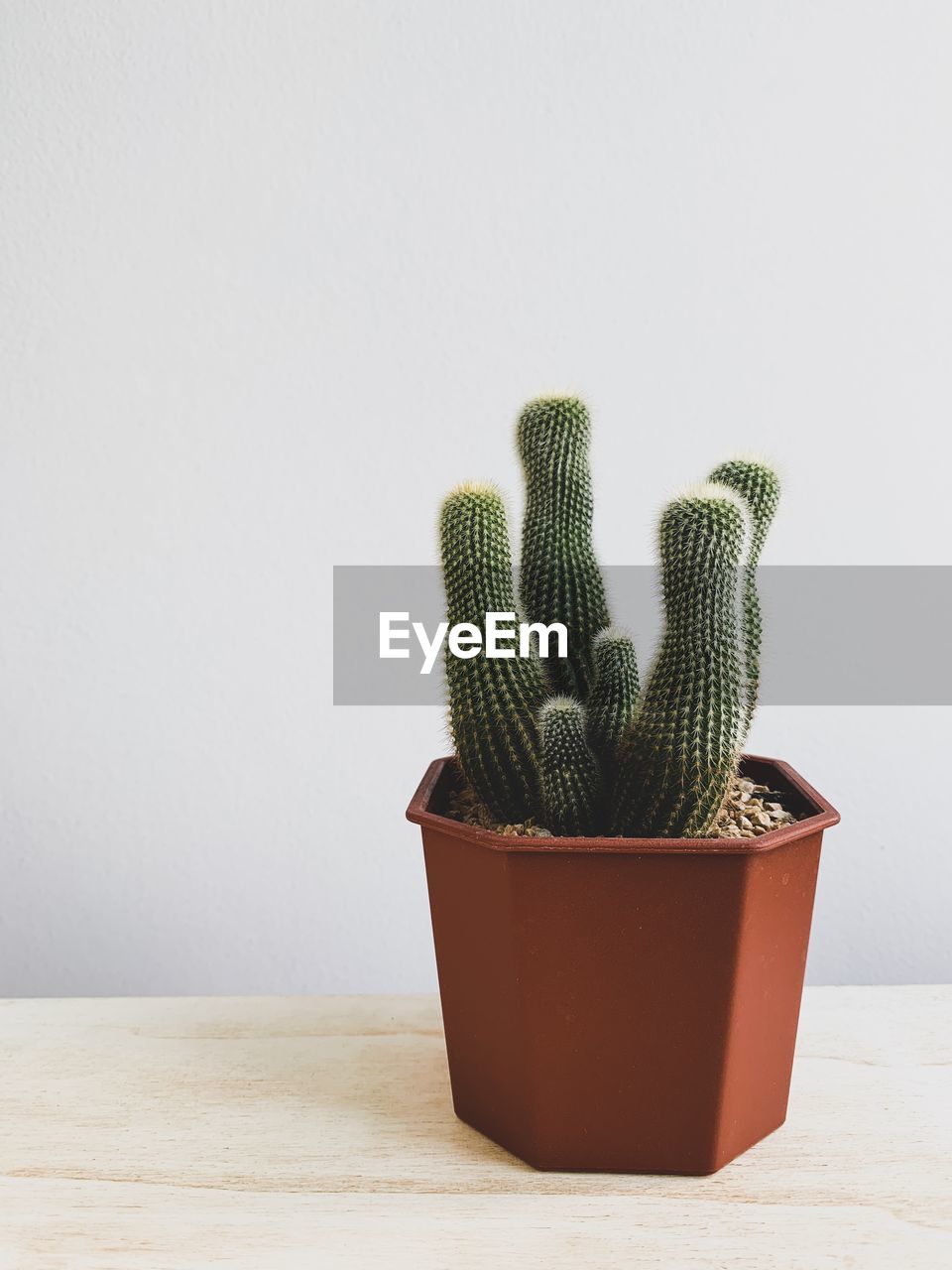 CLOSE-UP OF SUCCULENT PLANT ON TABLE AGAINST WHITE BACKGROUND