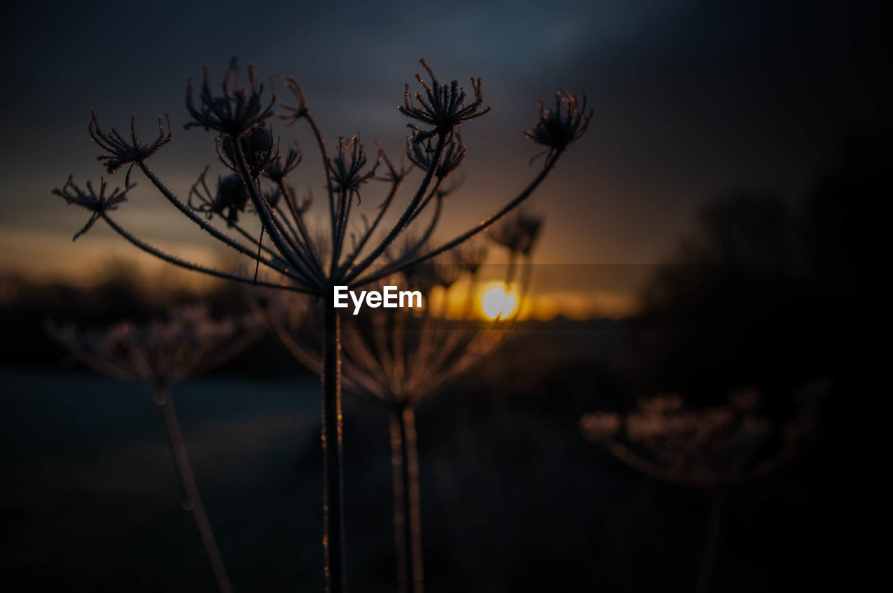 Close-up of plants against sunset