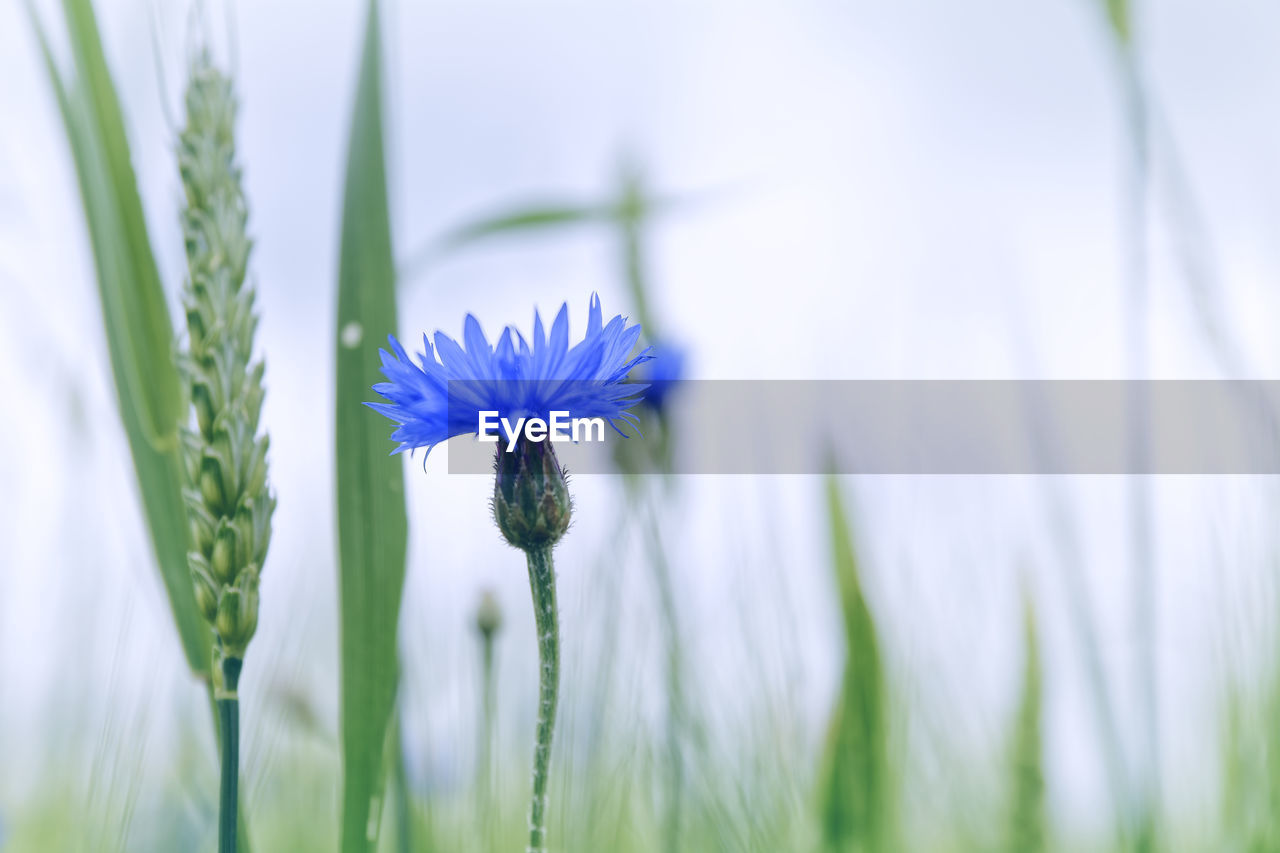 CLOSE-UP OF FLOWER GROWING IN FIELD