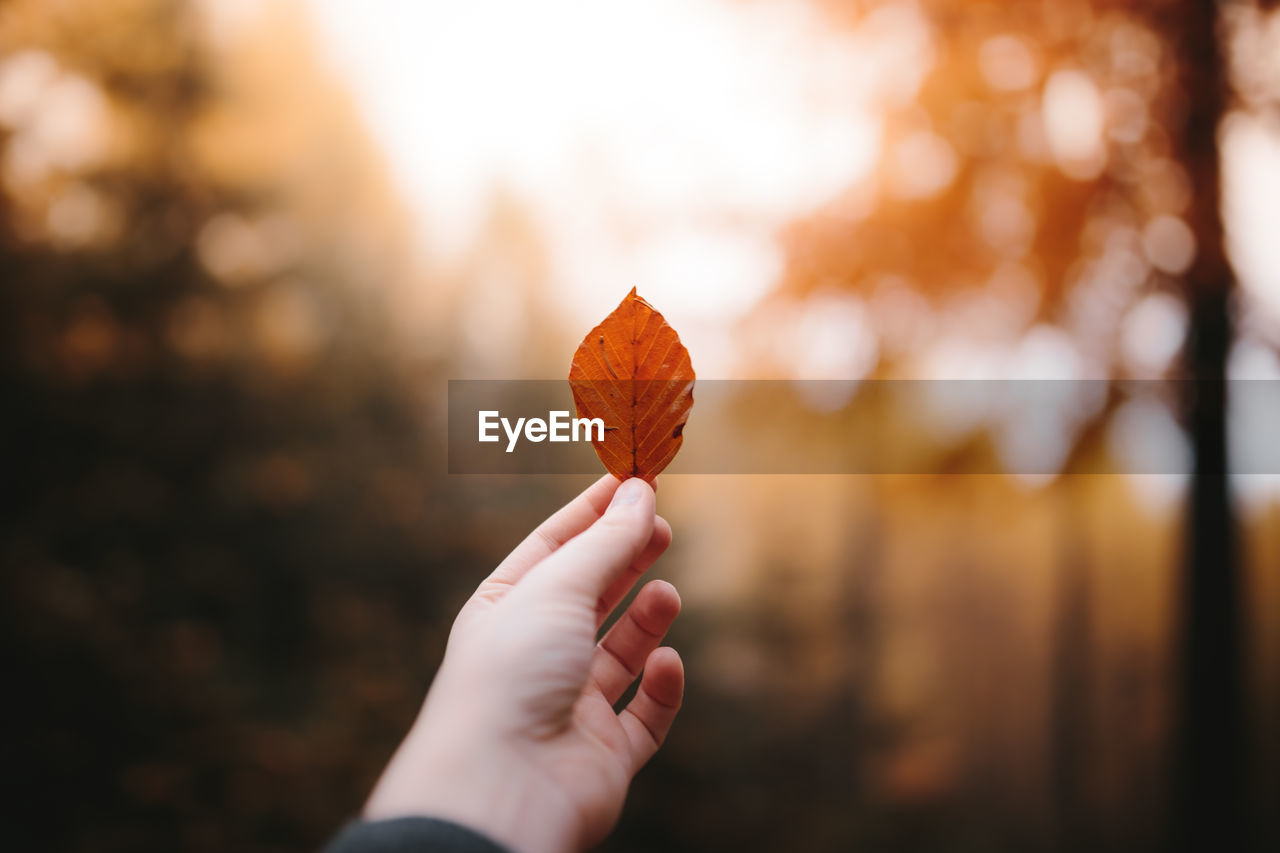 Close-up of hand holding autumn leaf