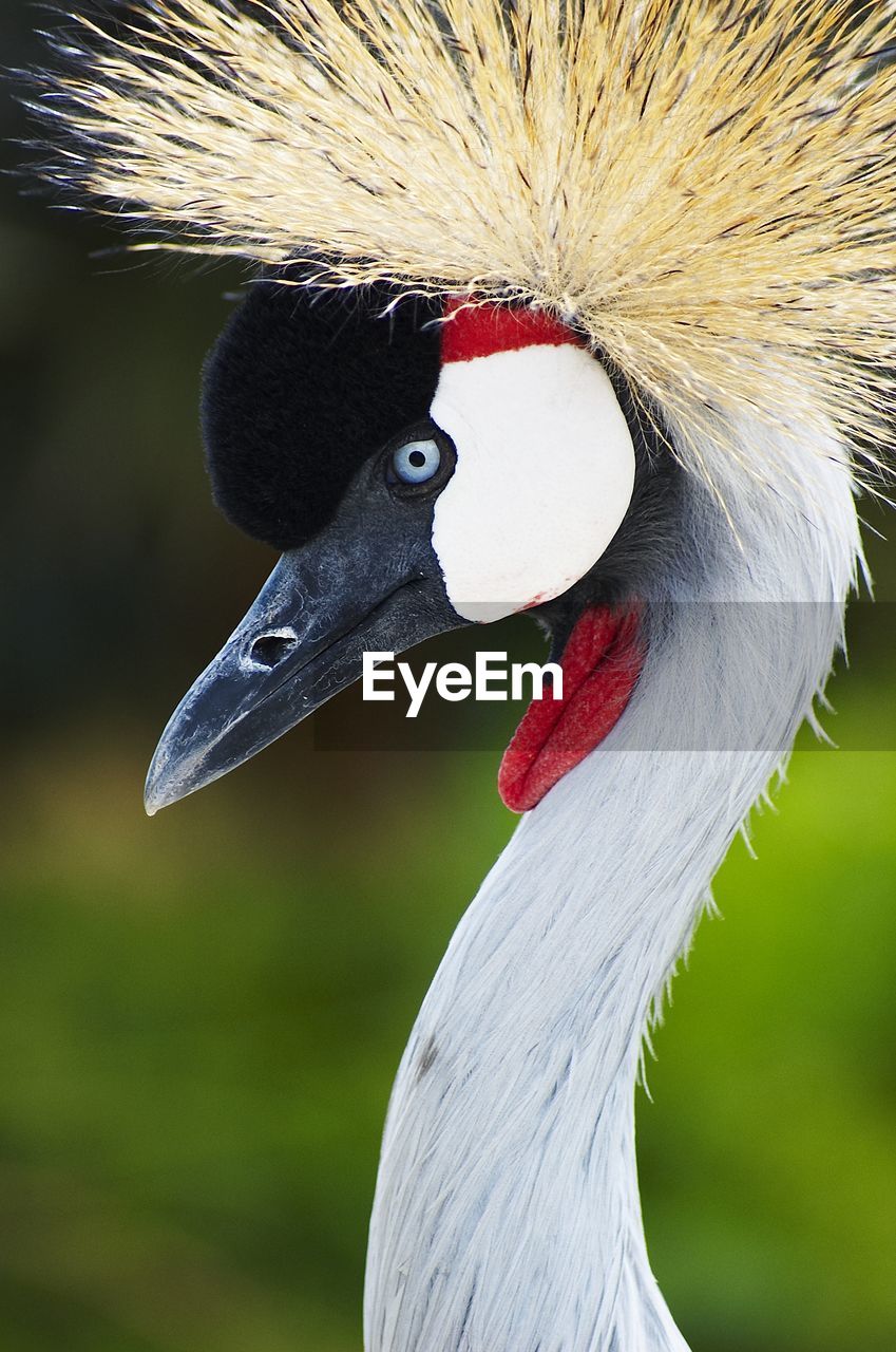 Close-up of grey crowned crane