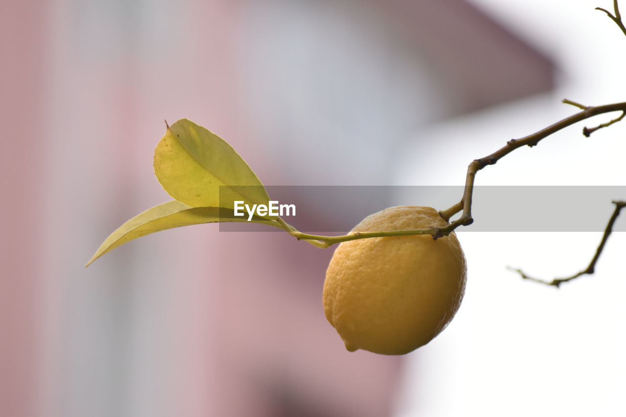 CLOSE-UP OF YELLOW FRUIT ON TREE