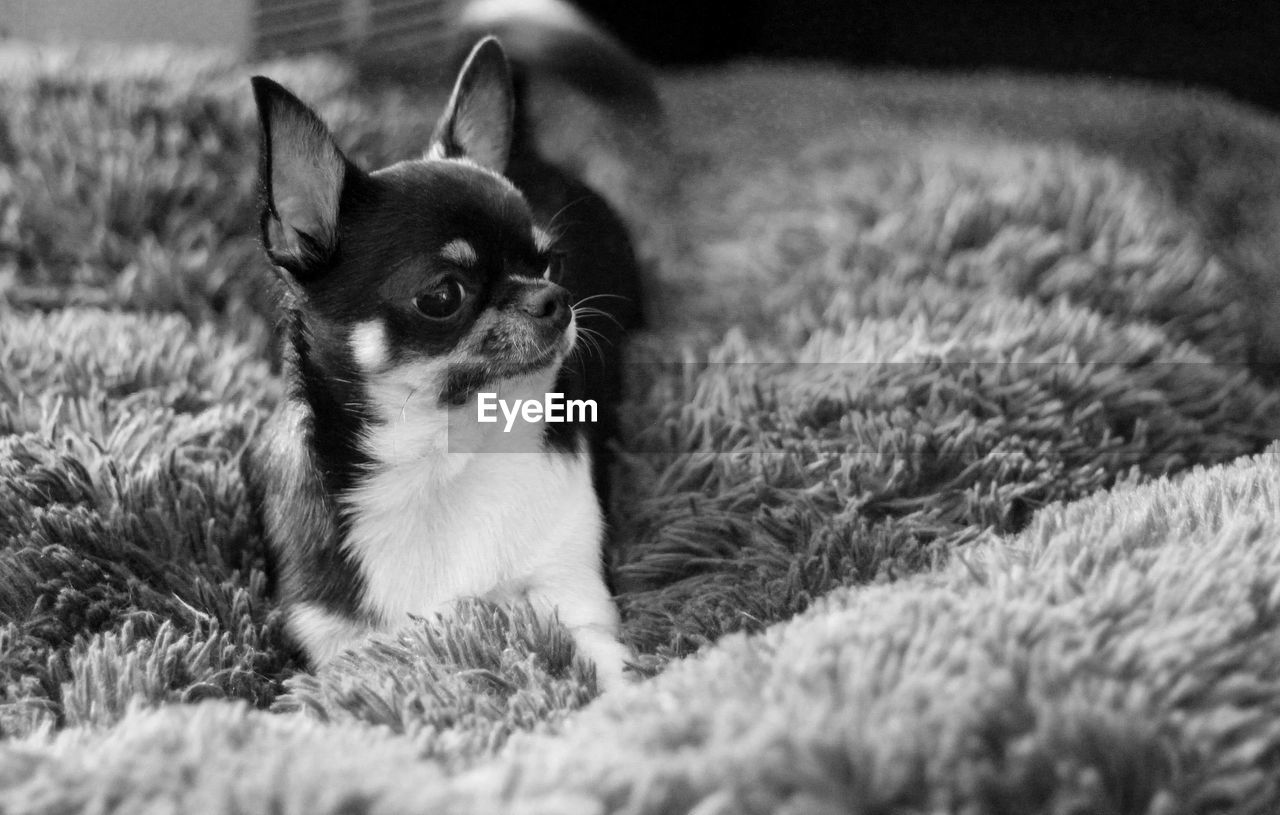 Playful chihuahua in a bed 