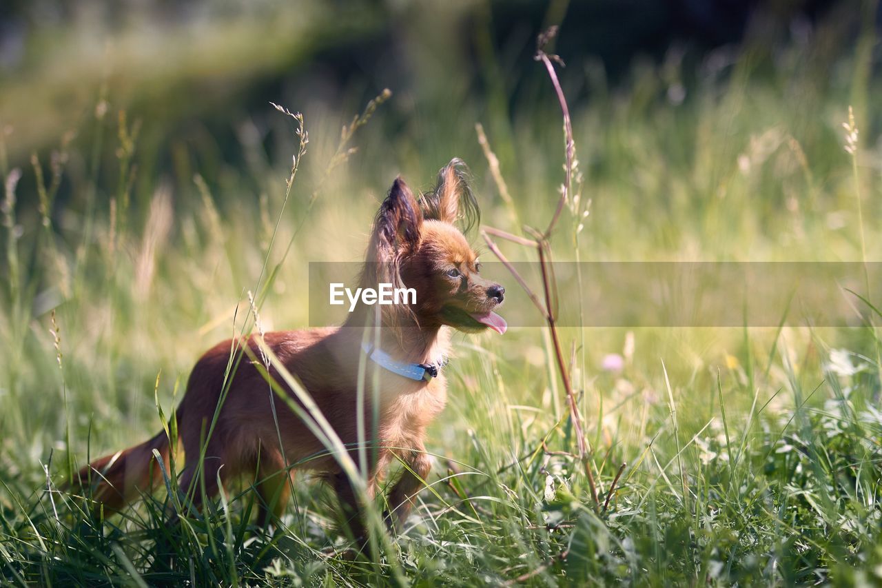 Close-up of toy terrier walking on grassy field