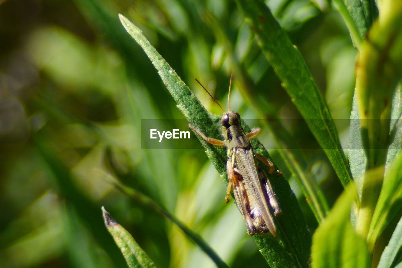 Close-up of grasshopper on plant