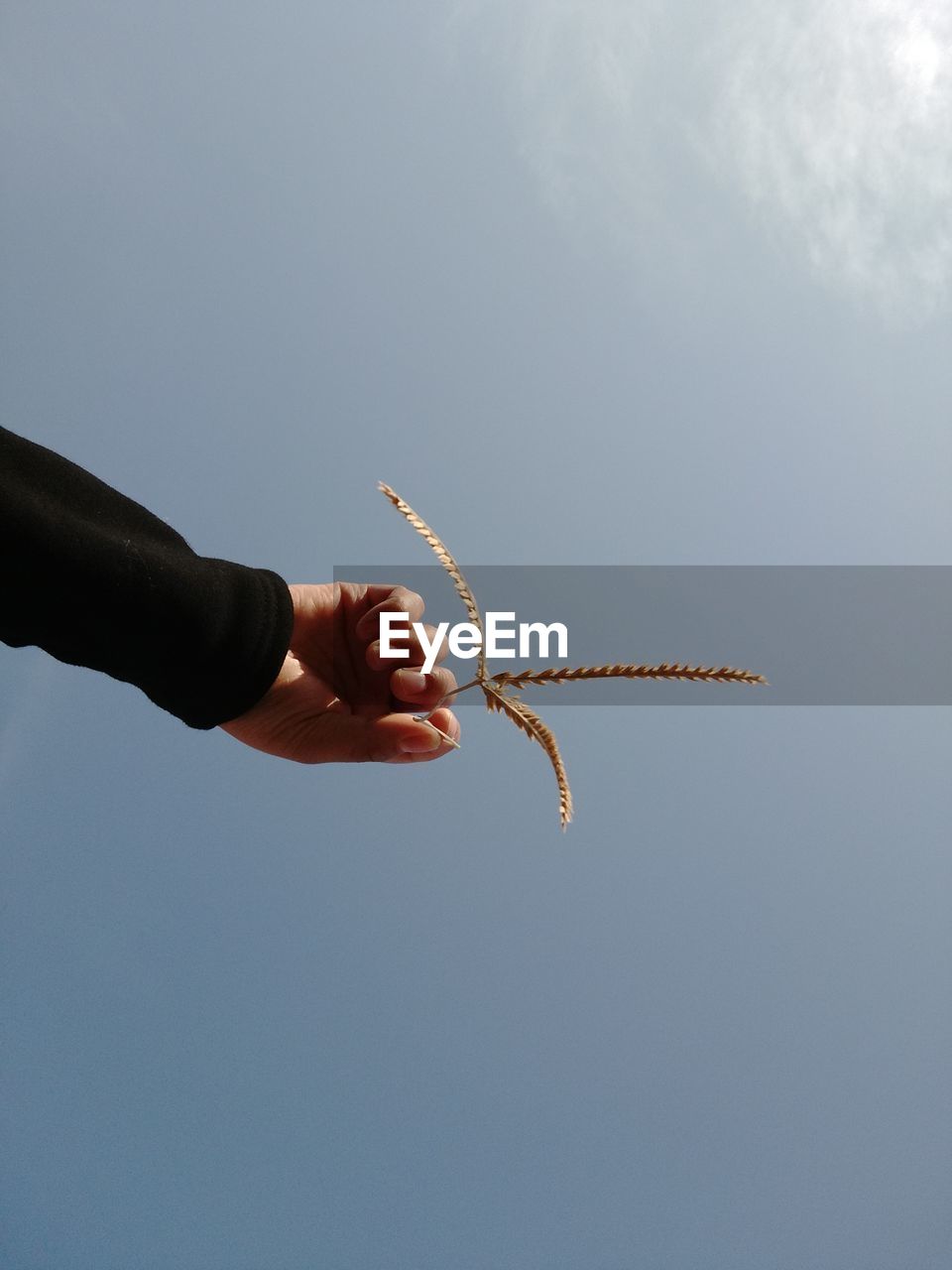 Cropped hand of person holding plant against sky