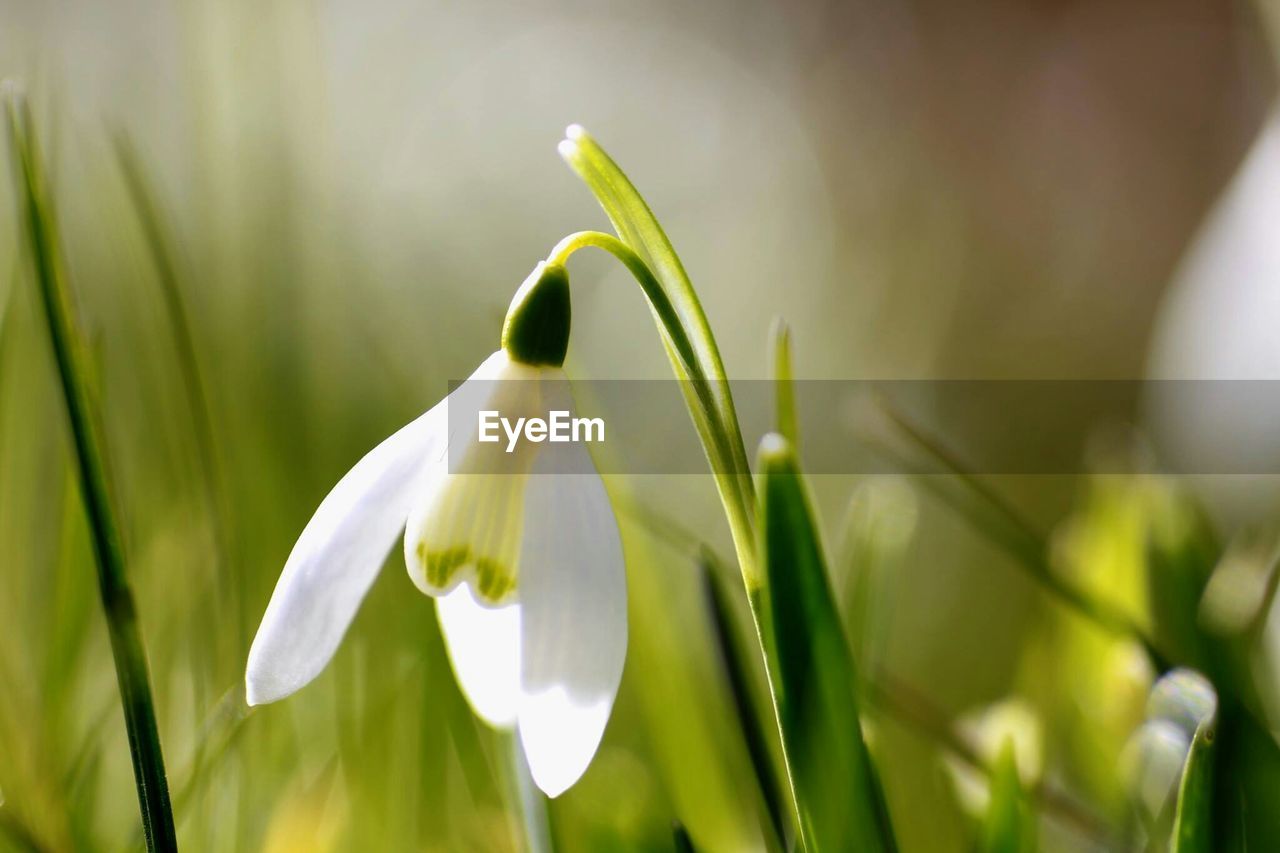 Close-up of white flower