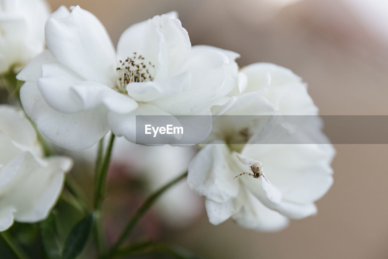 CLOSE-UP OF WHITE FLOWERS OUTDOORS