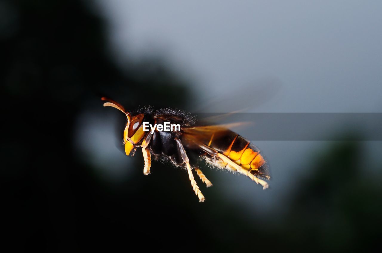 Close-up of bee pollinating