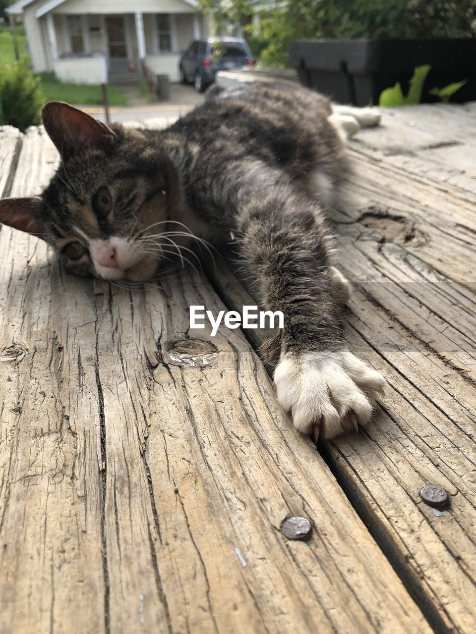 Lounging cat