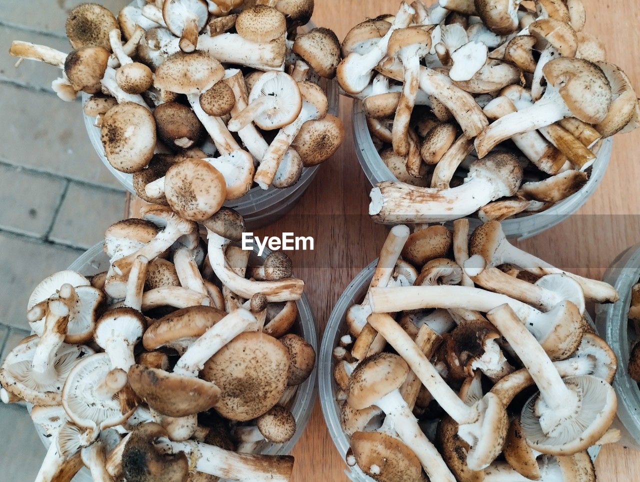 food, mushroom, food and drink, wood, freshness, high angle view, oyster mushroom, large group of objects, no people, abundance, edible mushroom, still life, agaricaceae, produce, healthy eating, wellbeing, directly above, indoors, vegetable, agaricus, fungus, pleurotus eryngii, table, variation, raw food