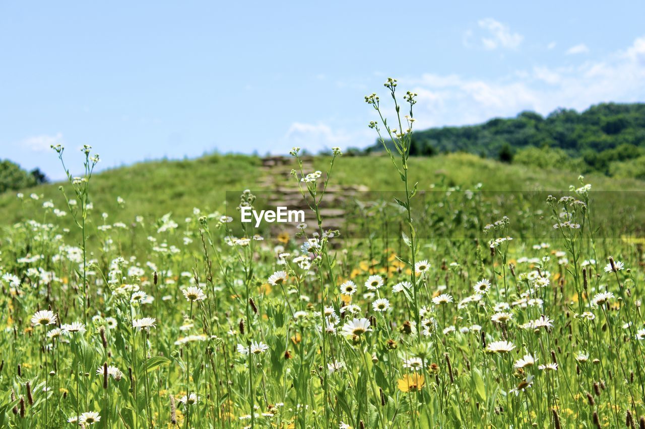 natural environment, grassland, plant, pasture, field, grass, flower, meadow, sky, flowering plant, prairie, landscape, nature, beauty in nature, environment, land, freshness, green, rural area, wildflower, lawn, growth, no people, plain, rural scene, steppe, tranquility, springtime, scenics - nature, vegetation, summer, day, outdoors, cloud, blue, tranquil scene, non-urban scene, fragility, sunlight, agriculture, environmental conservation, clear sky, blossom