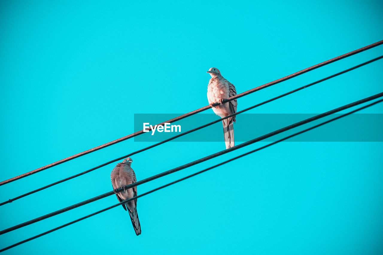 Low angle view of birds perching on cables against clear blue sky