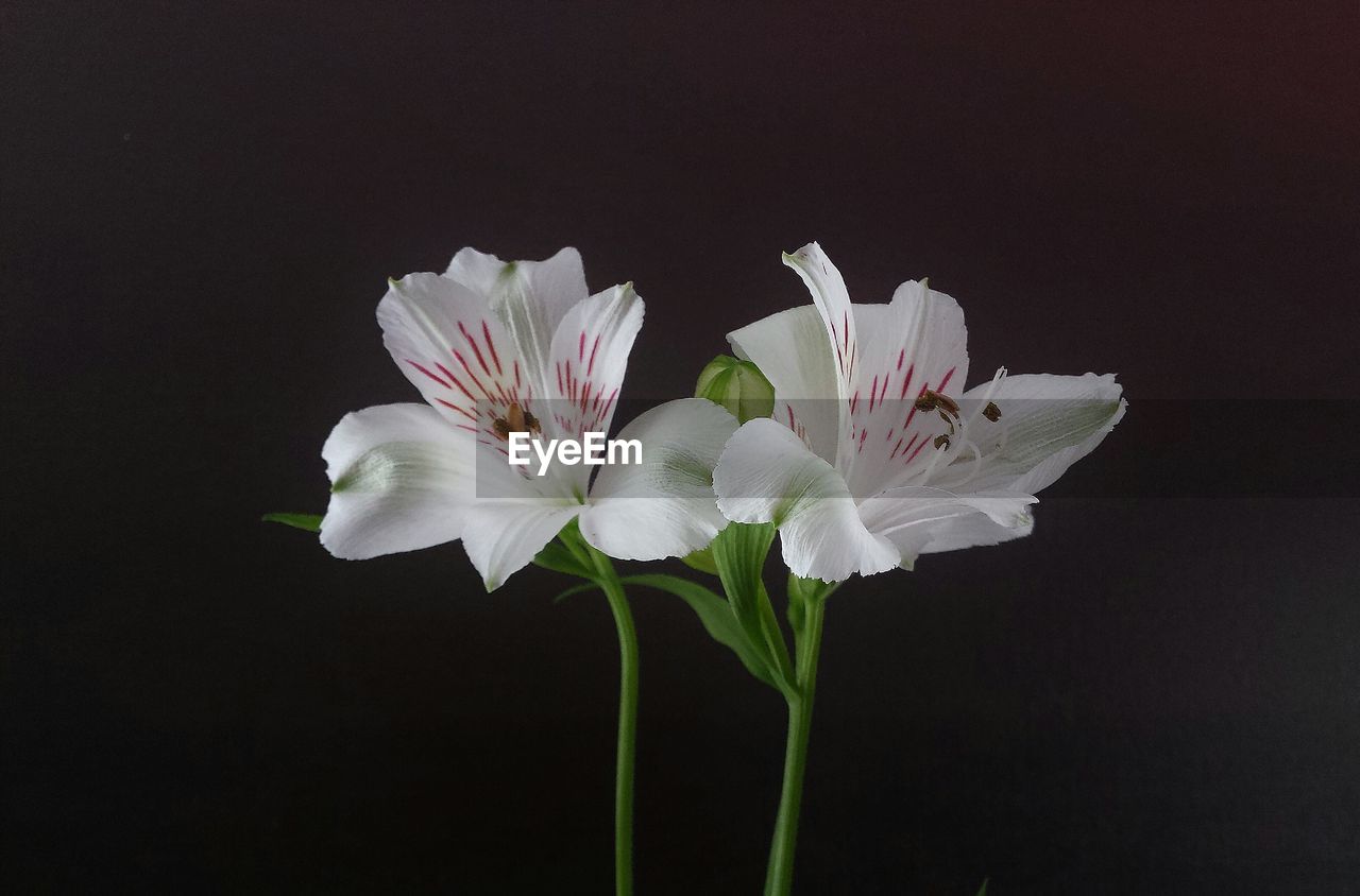 Close-up of white flowers against blurred background