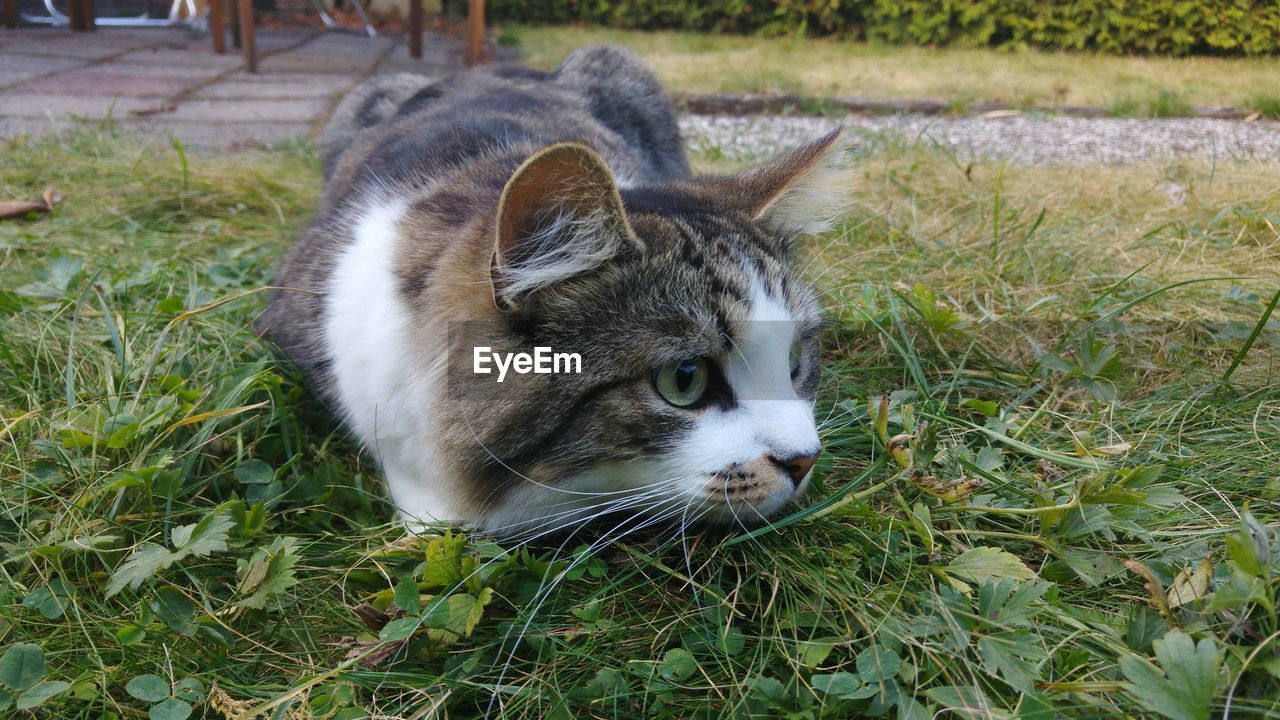 CAT LOOKING AT GRASS