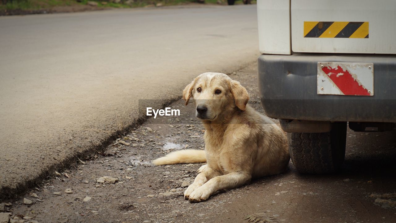 Dog sitting on road