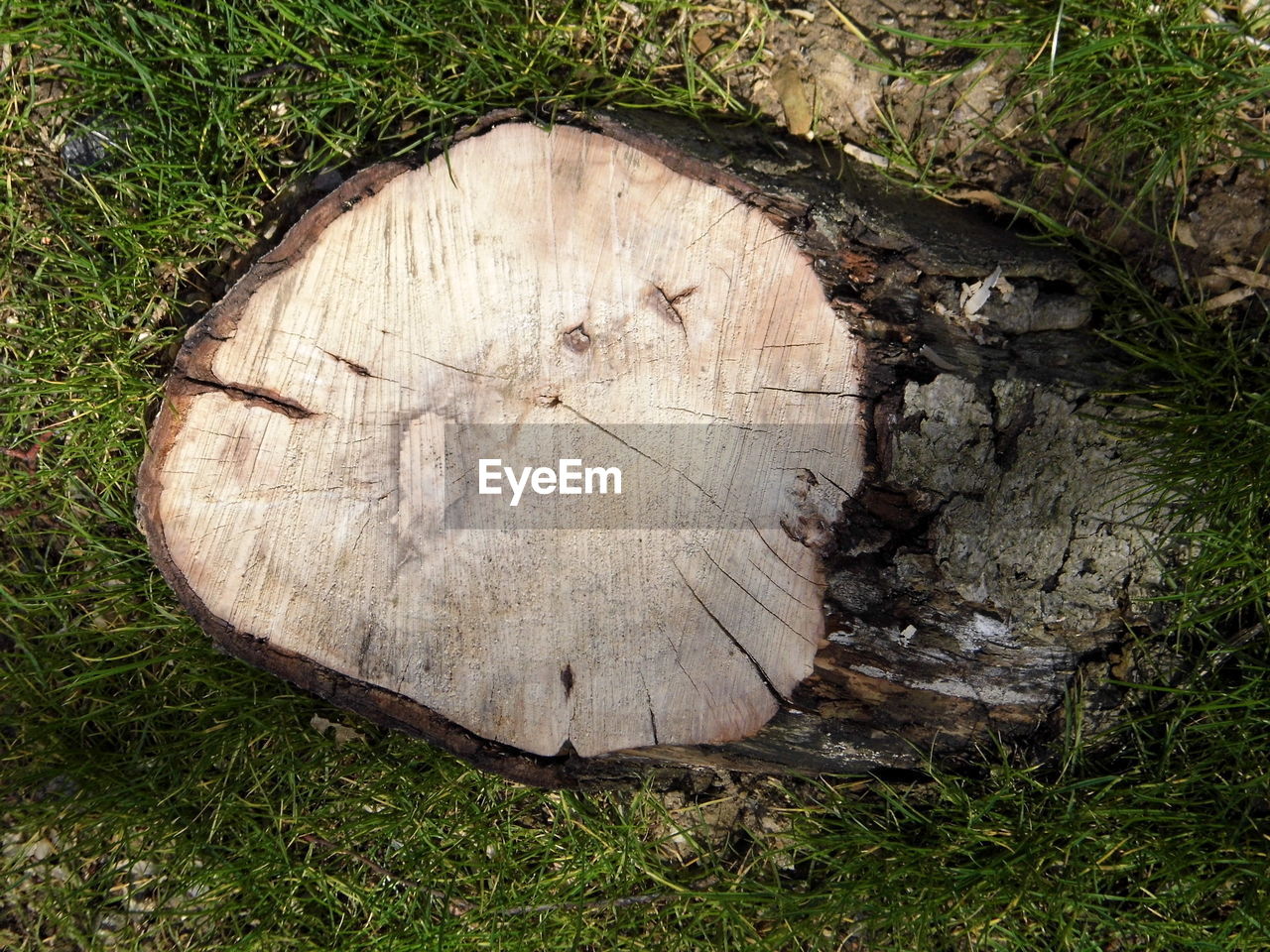 HIGH ANGLE VIEW OF TREE STUMP IN GRASS