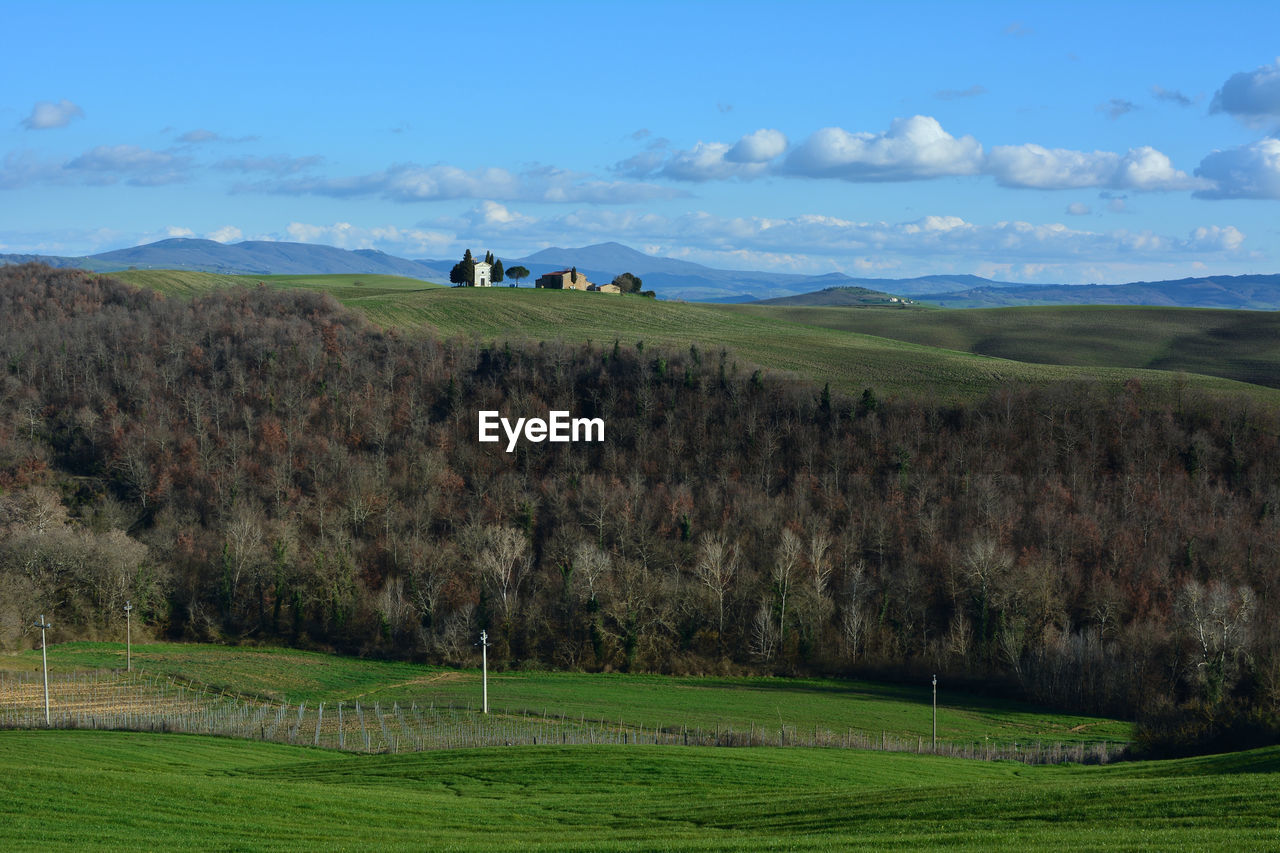 Trees growing on landscape against sky