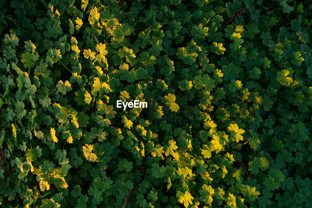 Close-up of green flowering plants