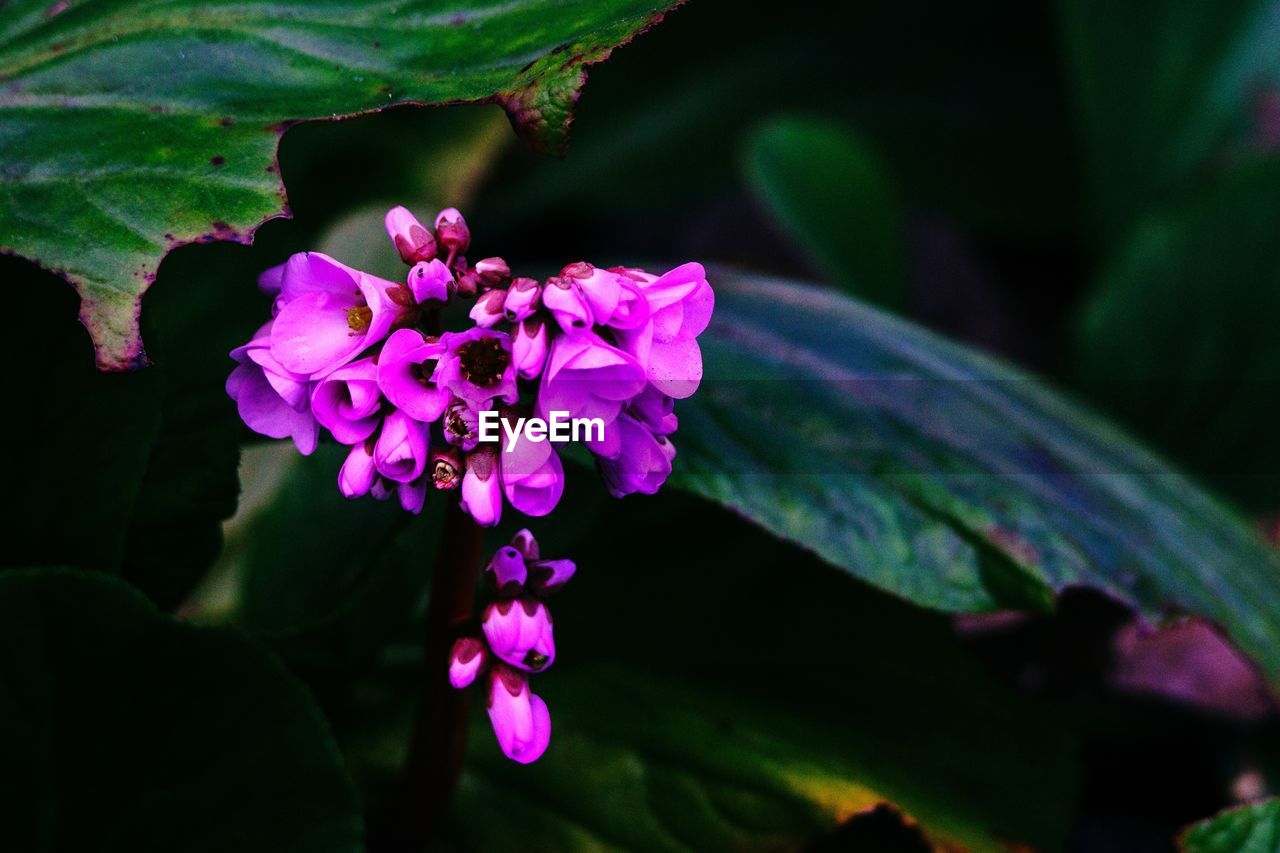 CLOSE-UP OF PINK FLOWER AGAINST BLURRED BACKGROUND