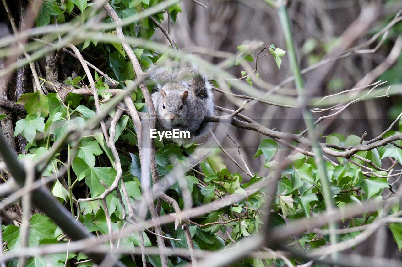 animal, animal themes, animal wildlife, plant, wildlife, tree, one animal, nature, branch, mammal, no people, selective focus, grass, plant part, land, leaf, outdoors, bird, flower, environment, day, forest, beauty in nature, social issues