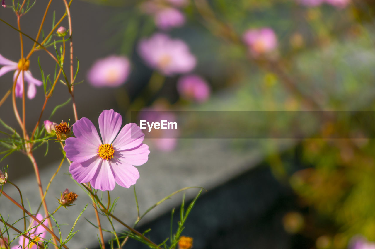 Close-up of pink cosmos flower