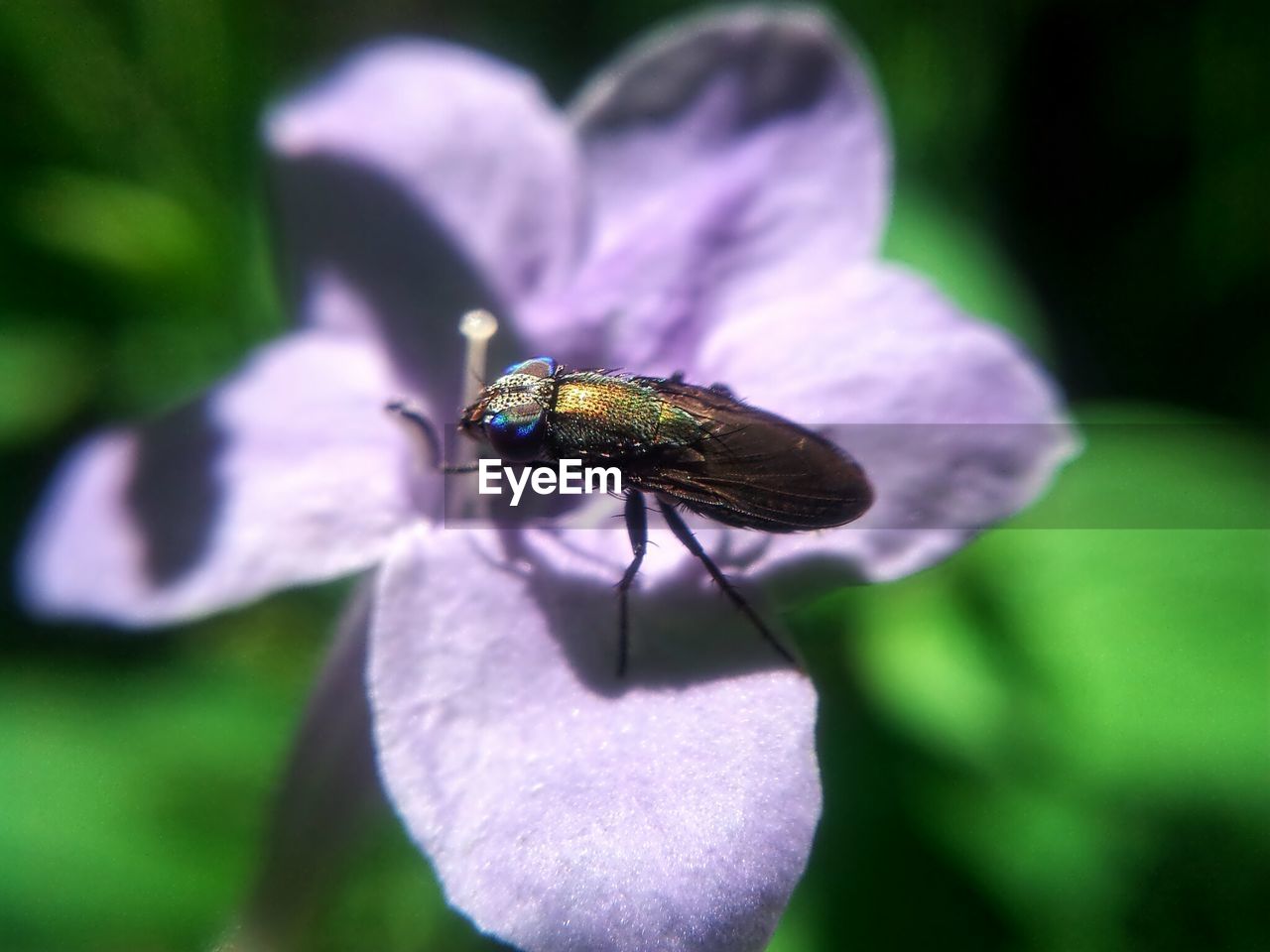 Close-up of purple flower