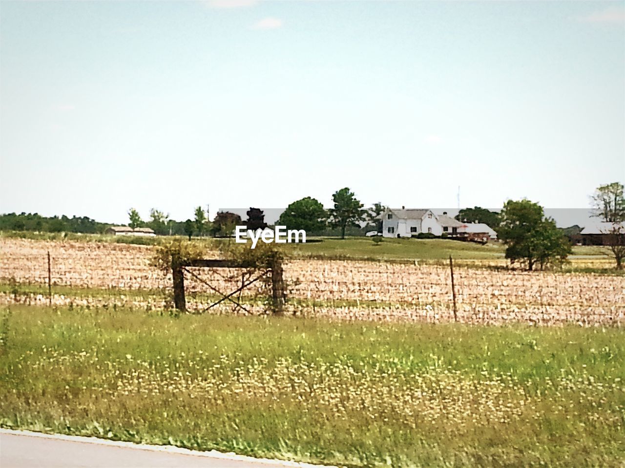 VIEW OF TREES ON GRASSY FIELD