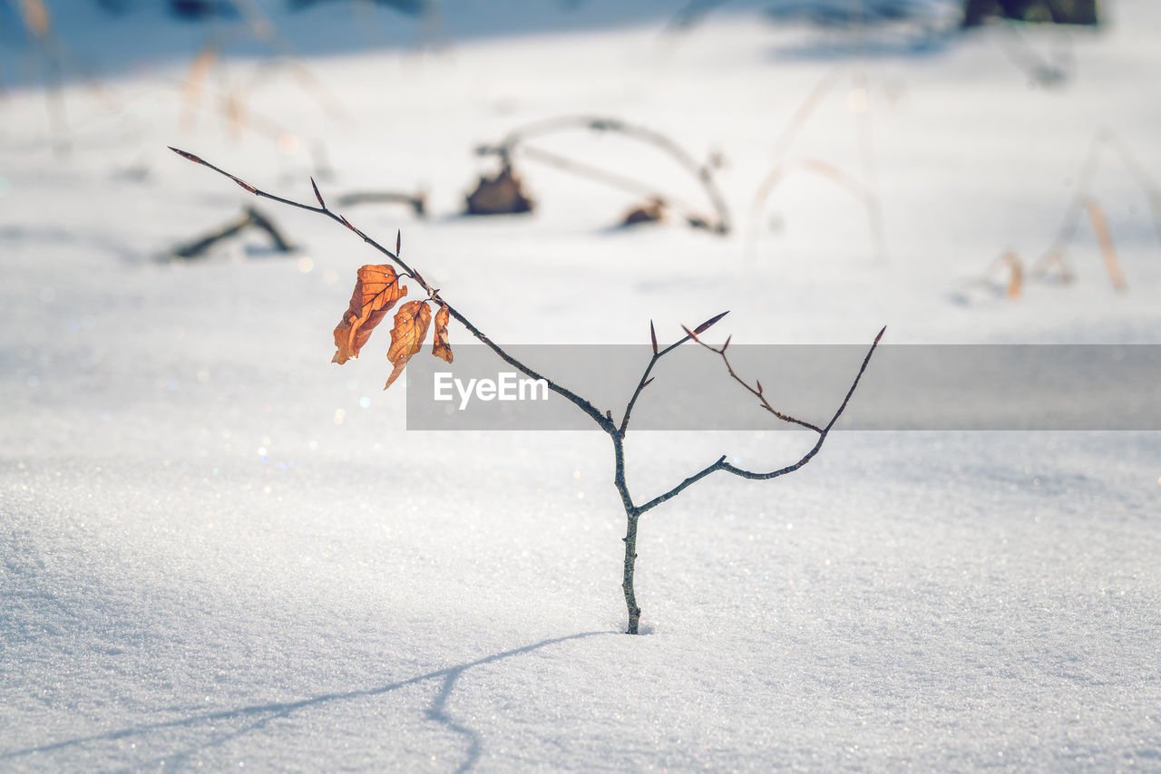 CLOSE-UP OF DRY LEAF ON SNOW LAND