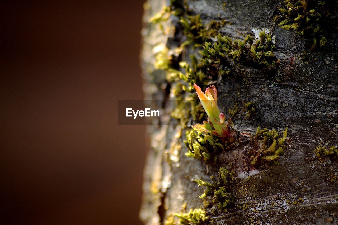 Close-up of insect on tree trunk