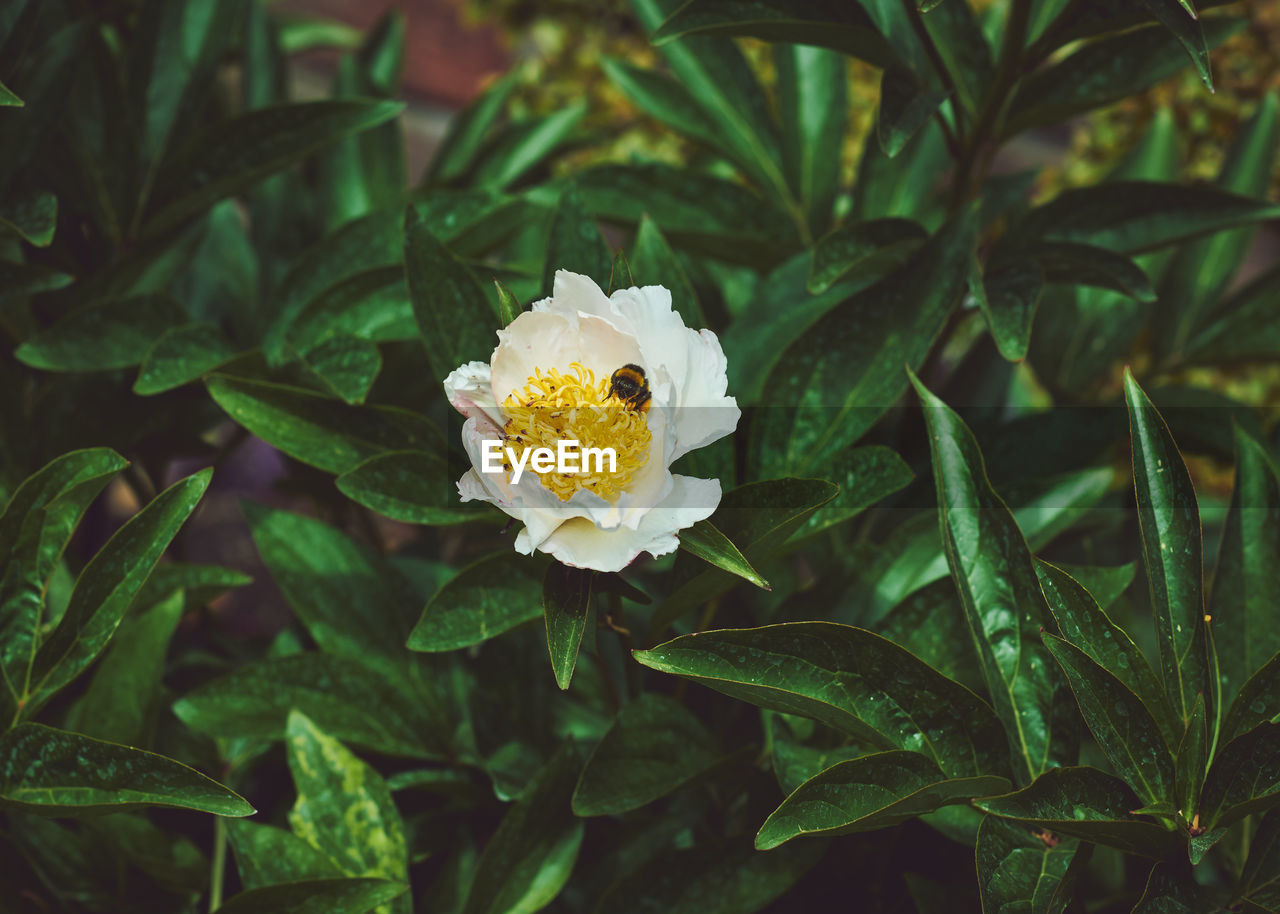 Close-up of white flowering peony plant