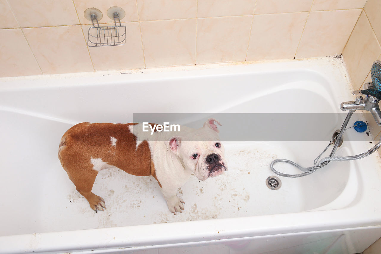 HIGH ANGLE VIEW OF A DOG IN BATHROOM