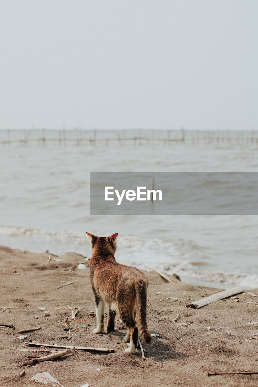 Cat standing on shore at beach