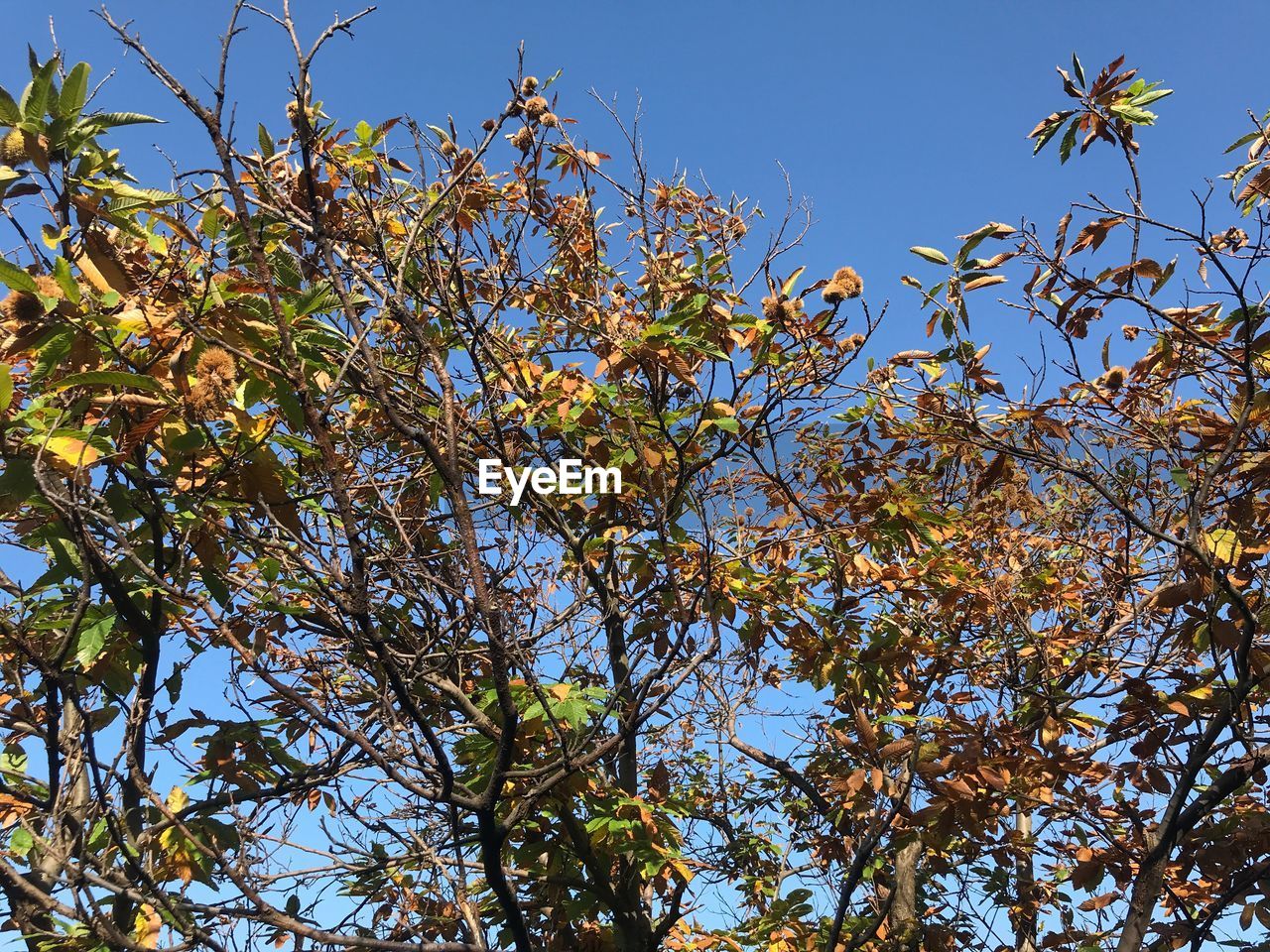 LOW ANGLE VIEW OF TREES AGAINST BLUE SKY