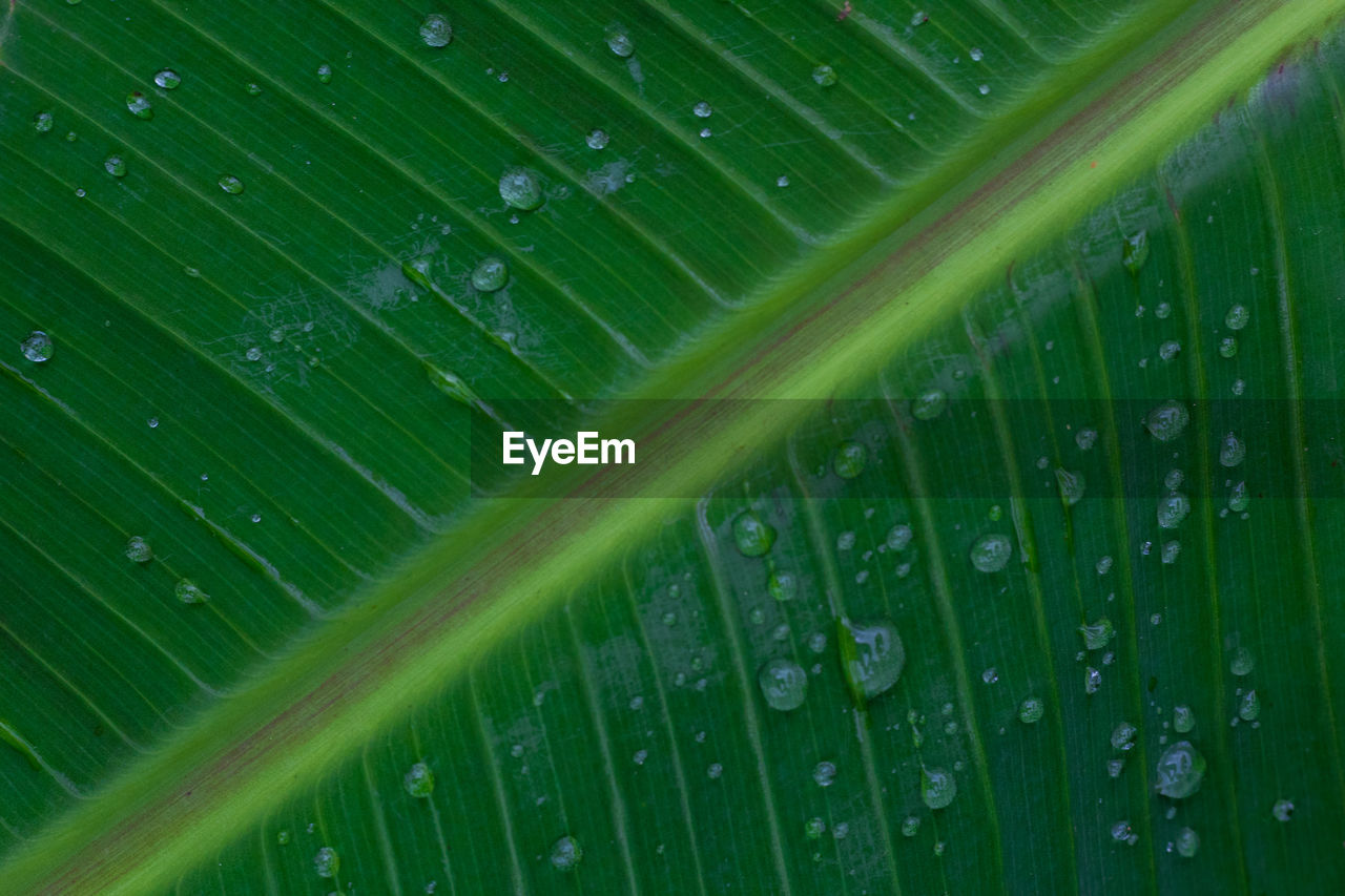 CLOSE-UP OF WET LEAF